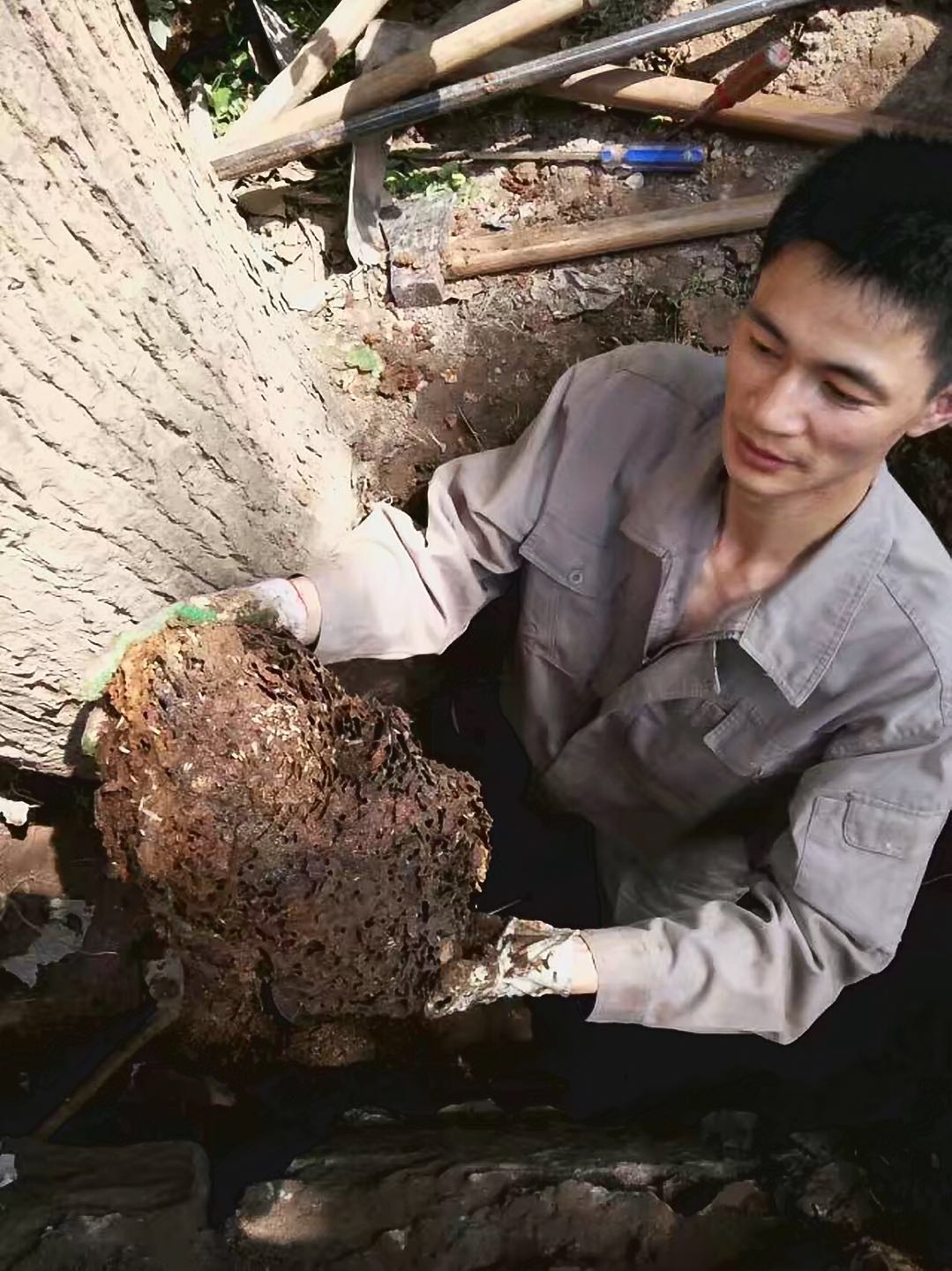 白蟻防治現場